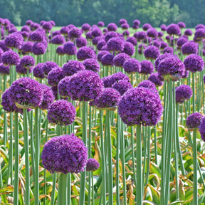 Allium Ambassador - Alliums - Fluwel