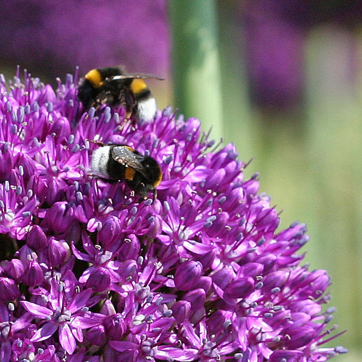 Allium Ambassador - Alliums - Fluwel