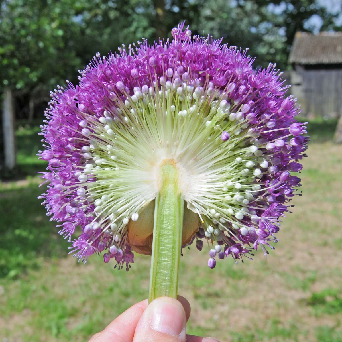 Allium giganteum - Alliums - Fluwel