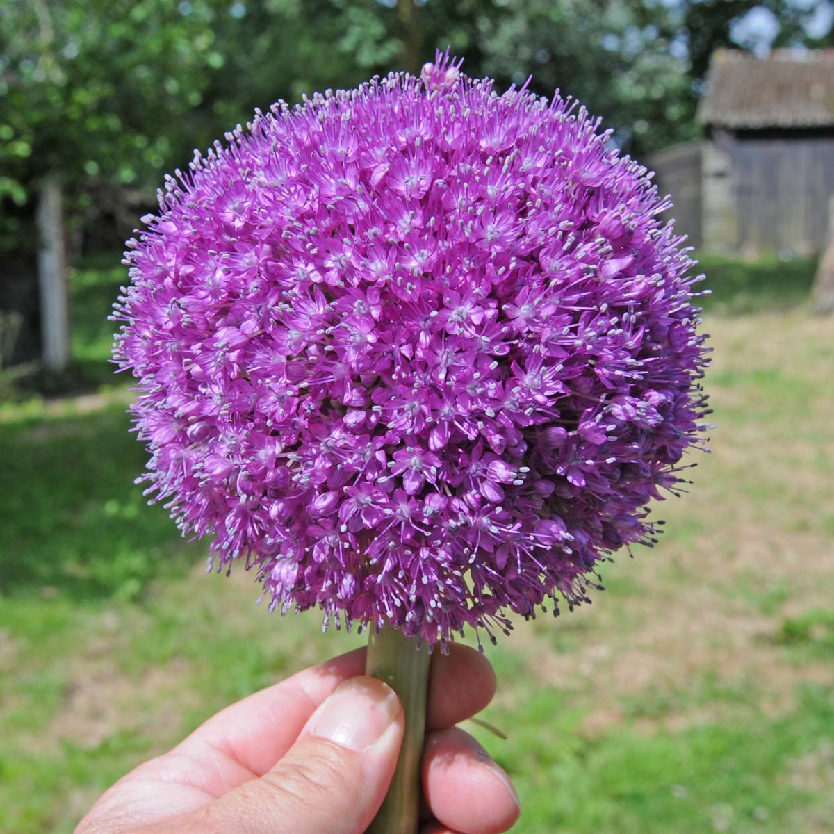 Allium giganteum - Alliums - Fluwel