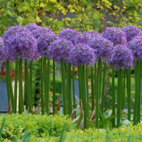 Allium Globemaster - Alliums - Fluwel