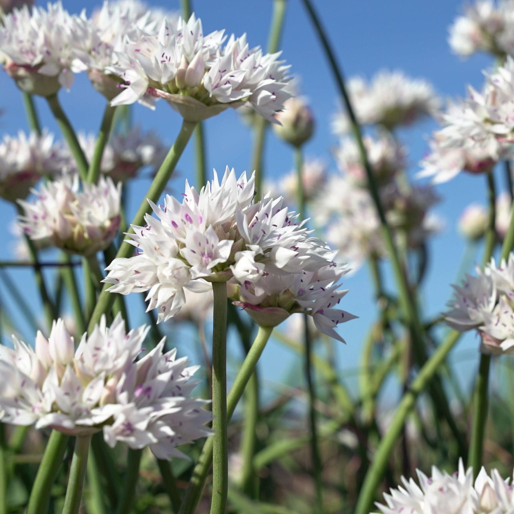 allium topfpflanze Allium 'Graceful Beauty' Zwiebeln kaufen