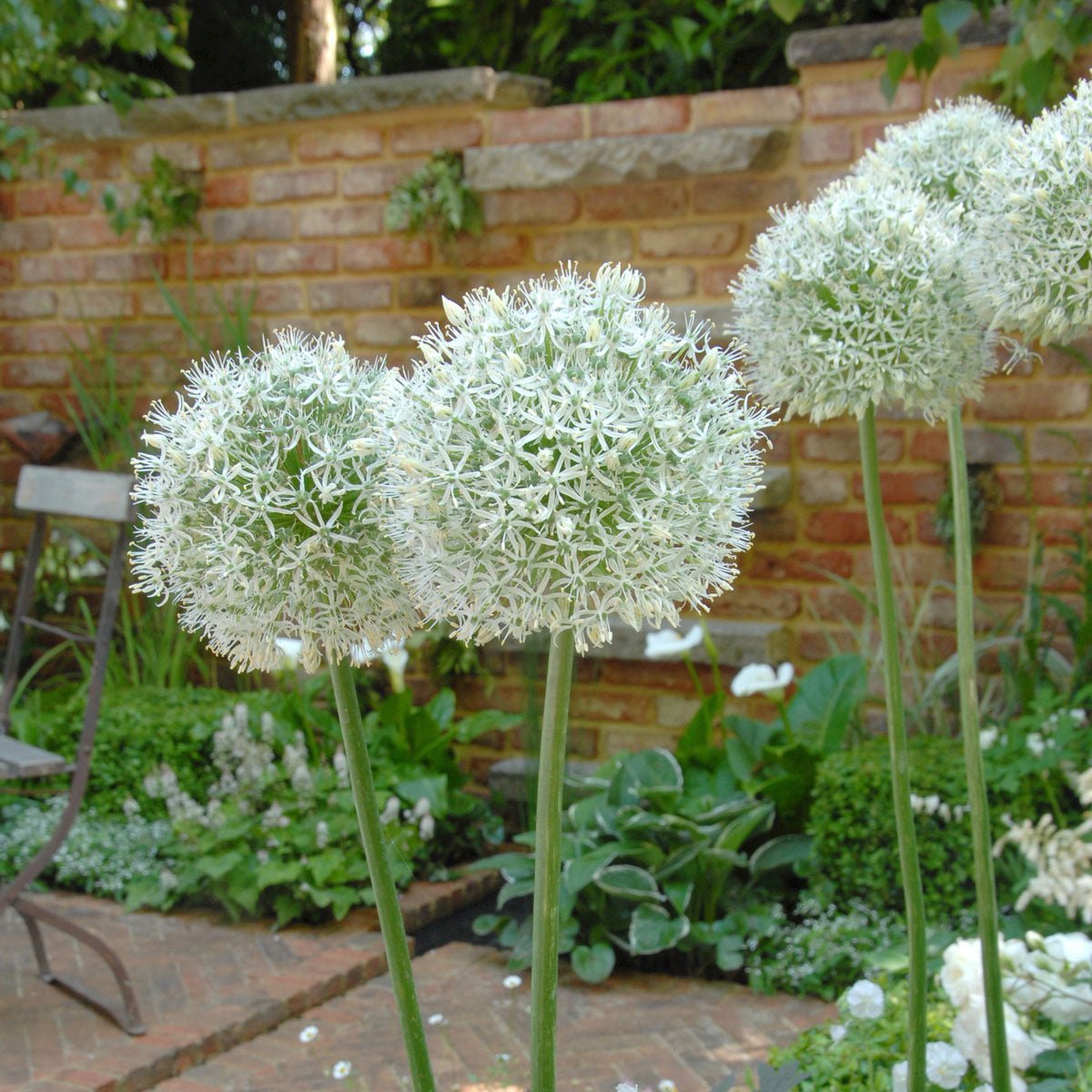 Allium Mount Everest - Alliums - Fluwel