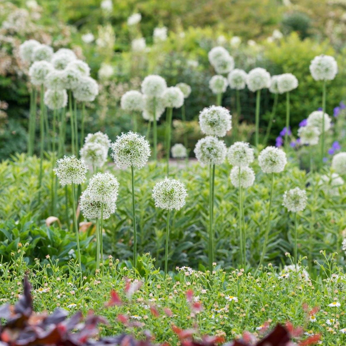Allium Mount Everest - Alliums - Fluwel