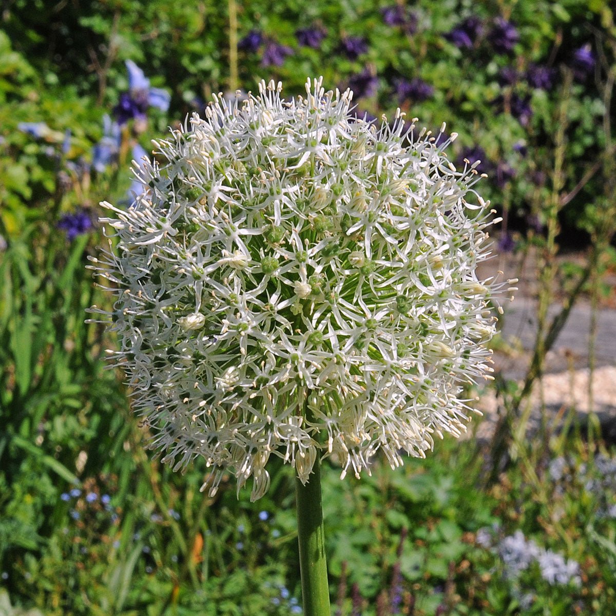 Allium Mount Everest - Alliums - Fluwel