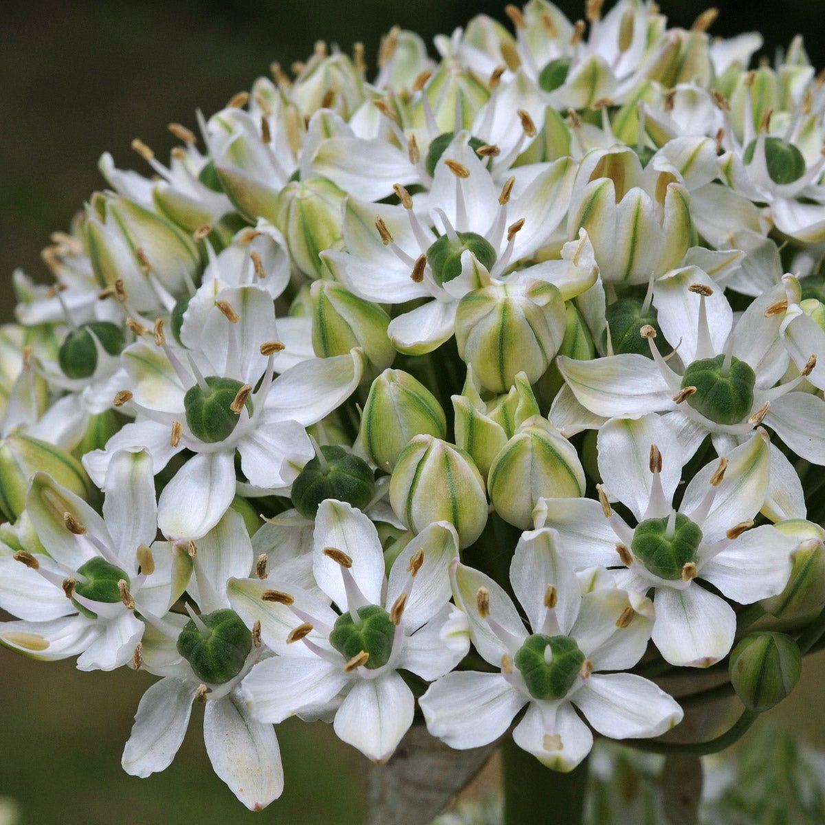 Allium nigrum - Alliums - Fluwel