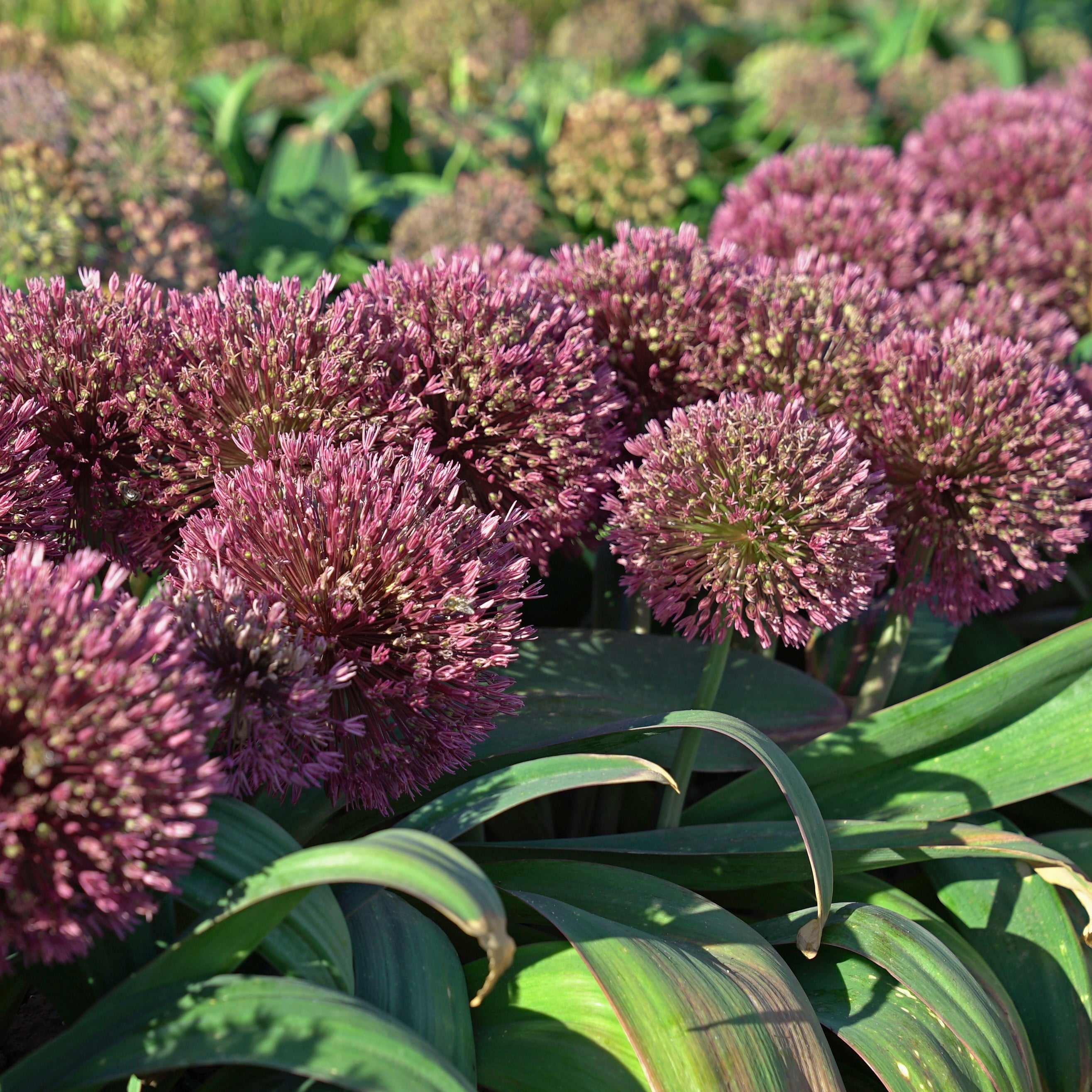 Allium Red Giant - Alliums - Fluwel