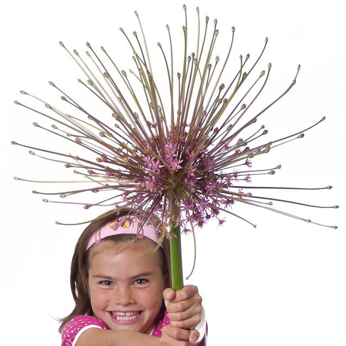 Allium schubertii - Alliums - Fluwel