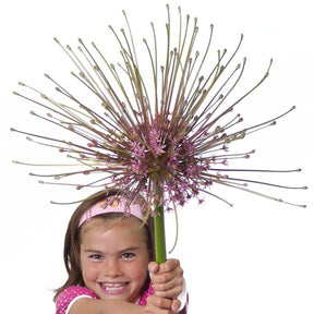 Allium schubertii - Alliums - Fluwel