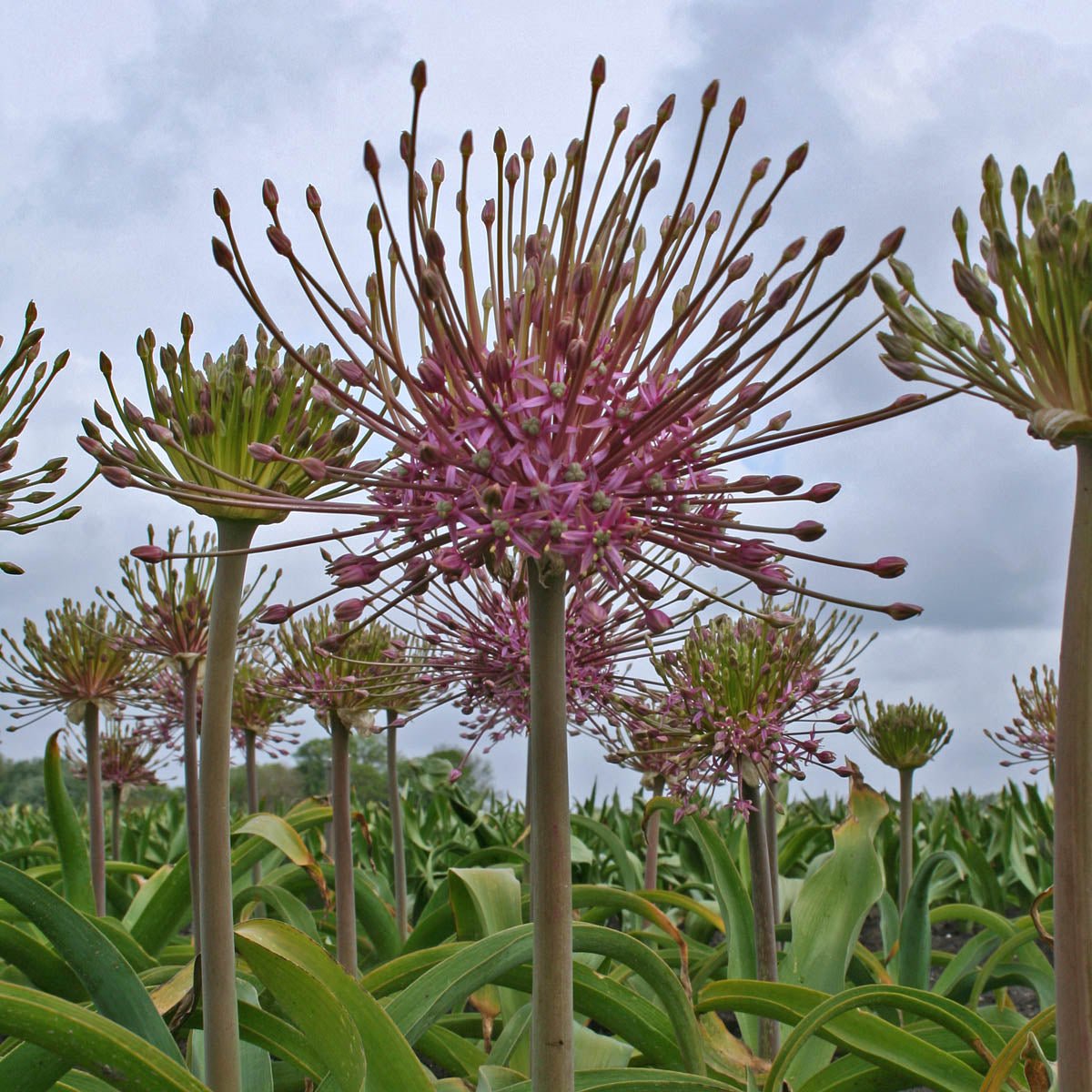 Allium schubertii - roze allium - Fluwel