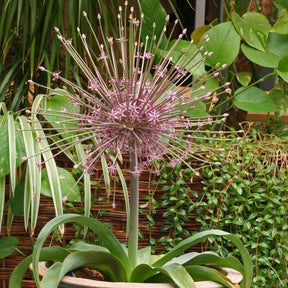 Allium schubertii - Alliums - Fluwel
