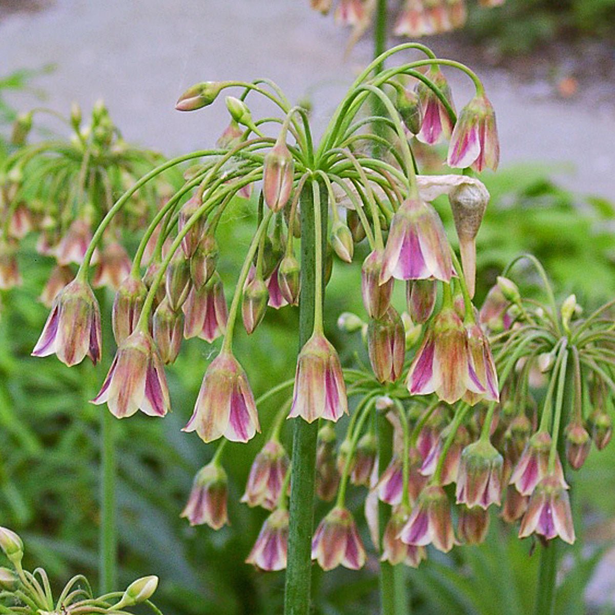 Allium siculum - roze allium - Fluwel