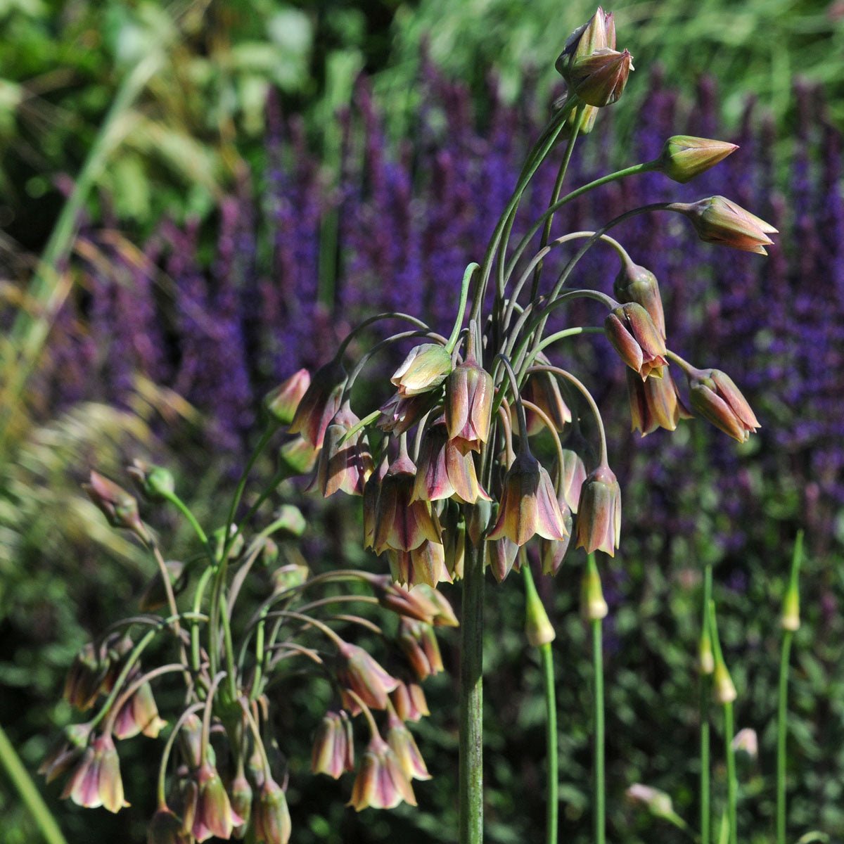 Allium siculum - roze allium - Fluwel