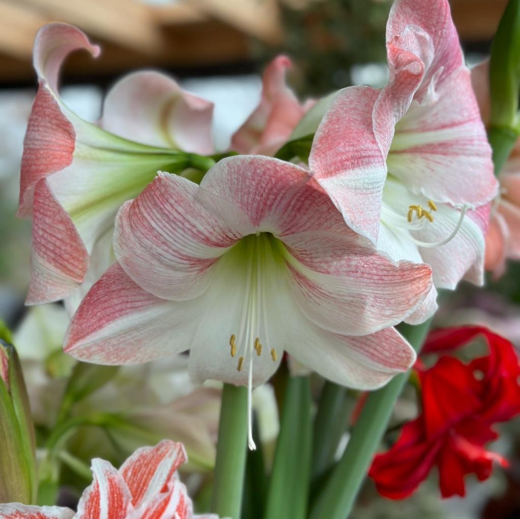 Amaryllis Apple Blossom - roze amaryllis - Fluwel