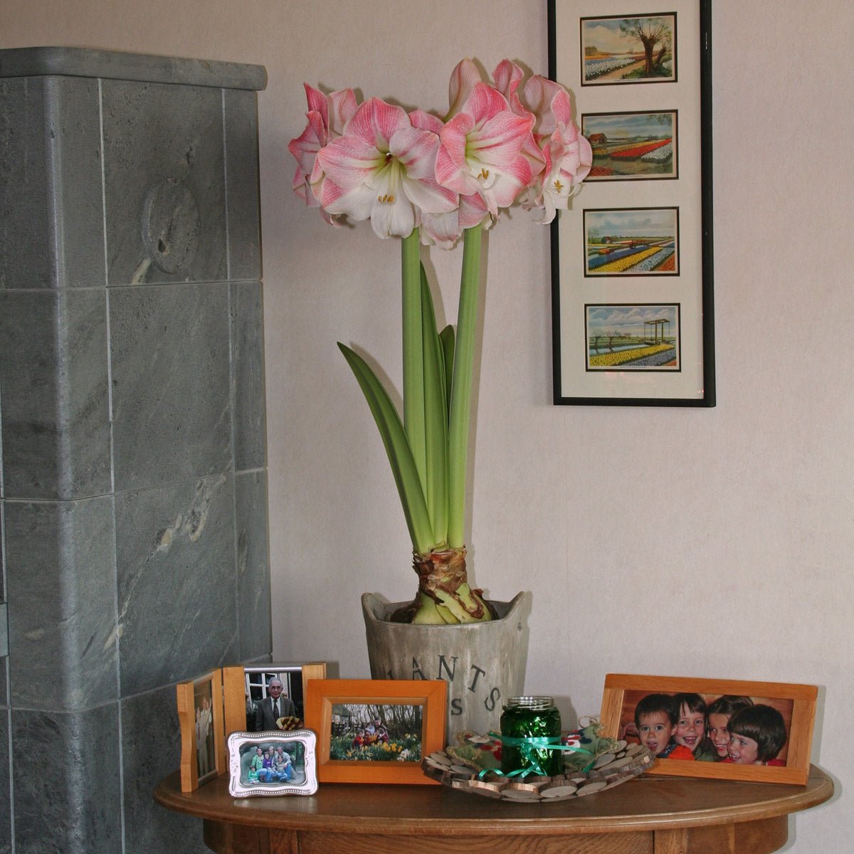 Amaryllis Apple Blossom - roze amaryllis - Fluwel