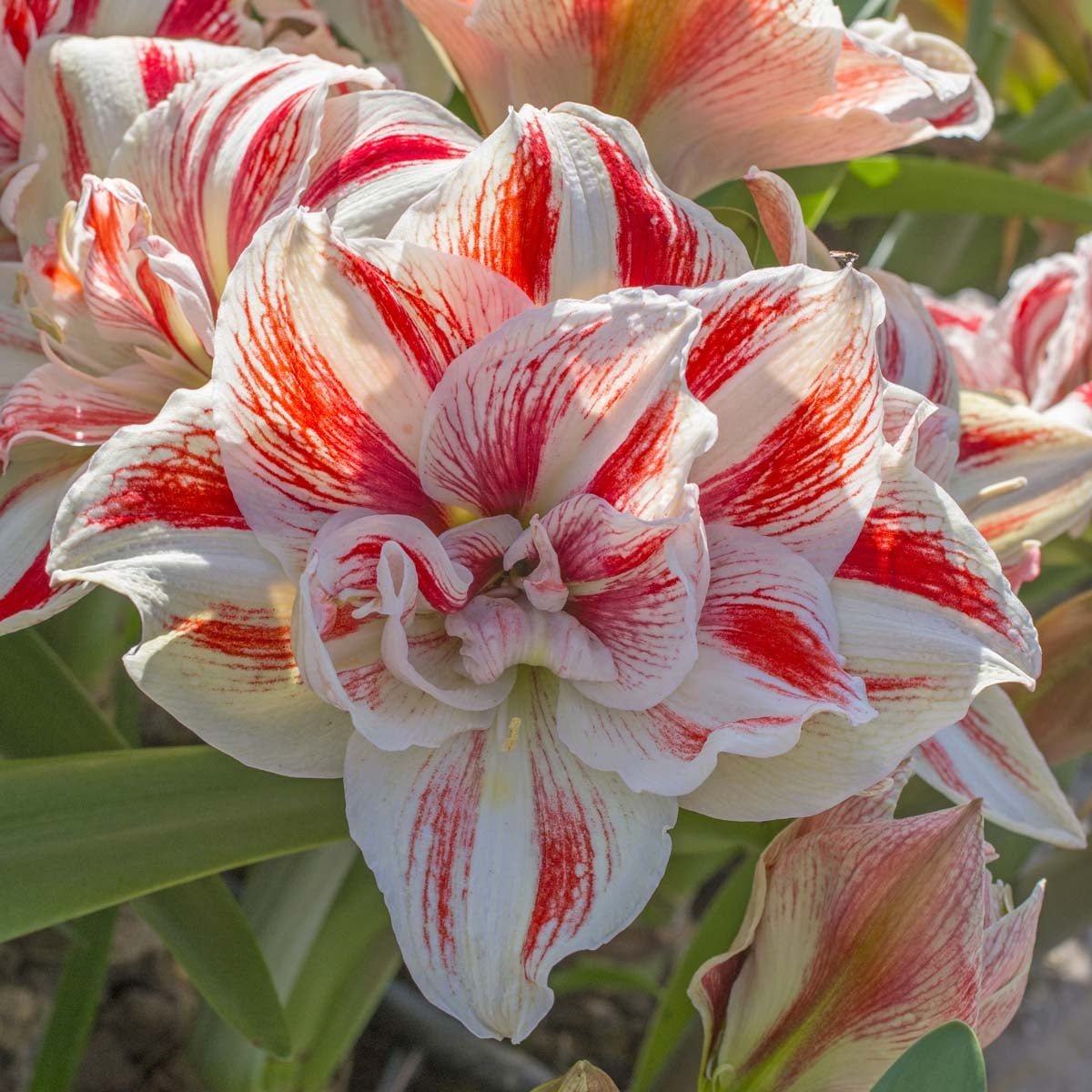 Amaryllis Bright Nymph - meerkleurige amaryllis - Fluwel