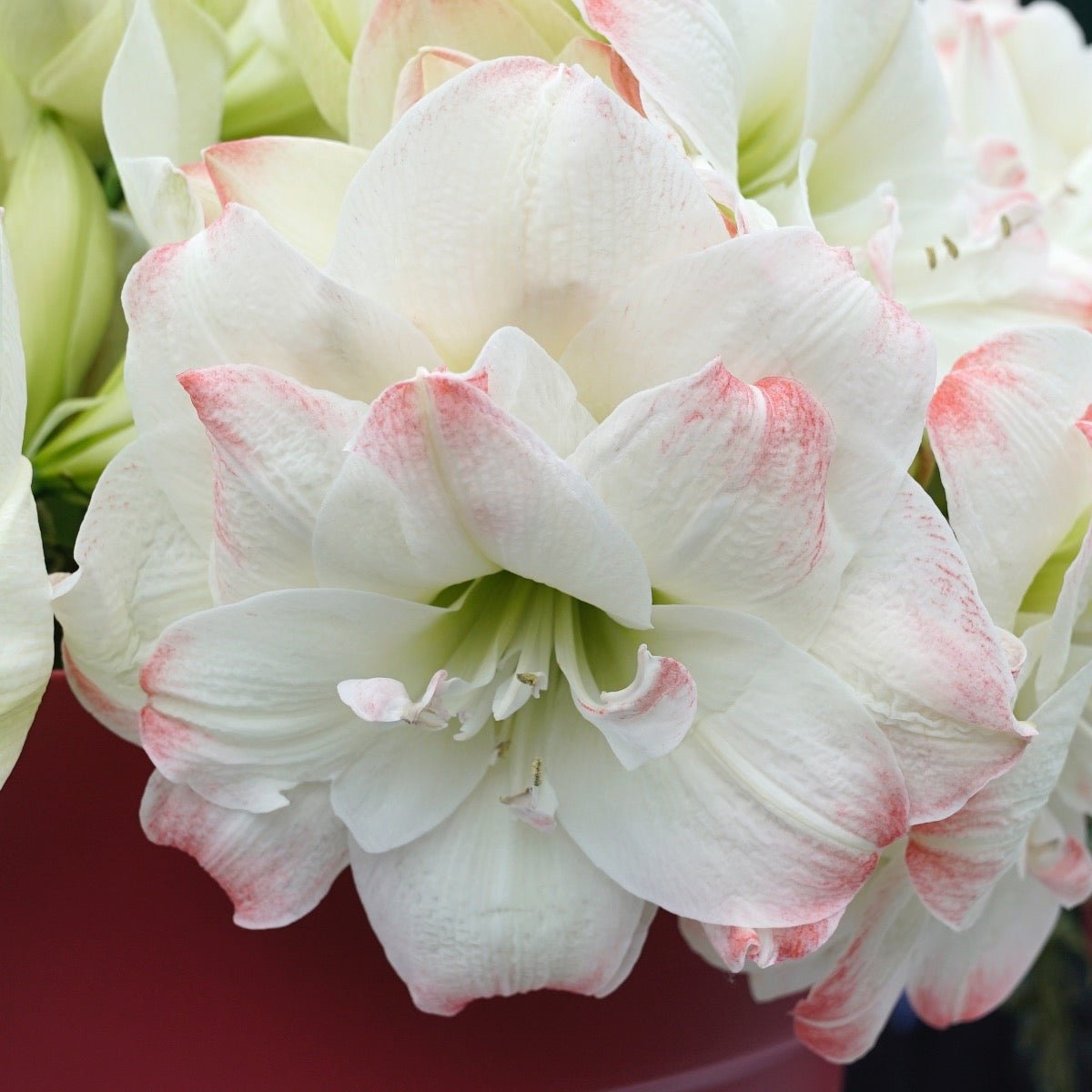 Amaryllis Candy Amadeus - meerkleurige amaryllis - Fluwel