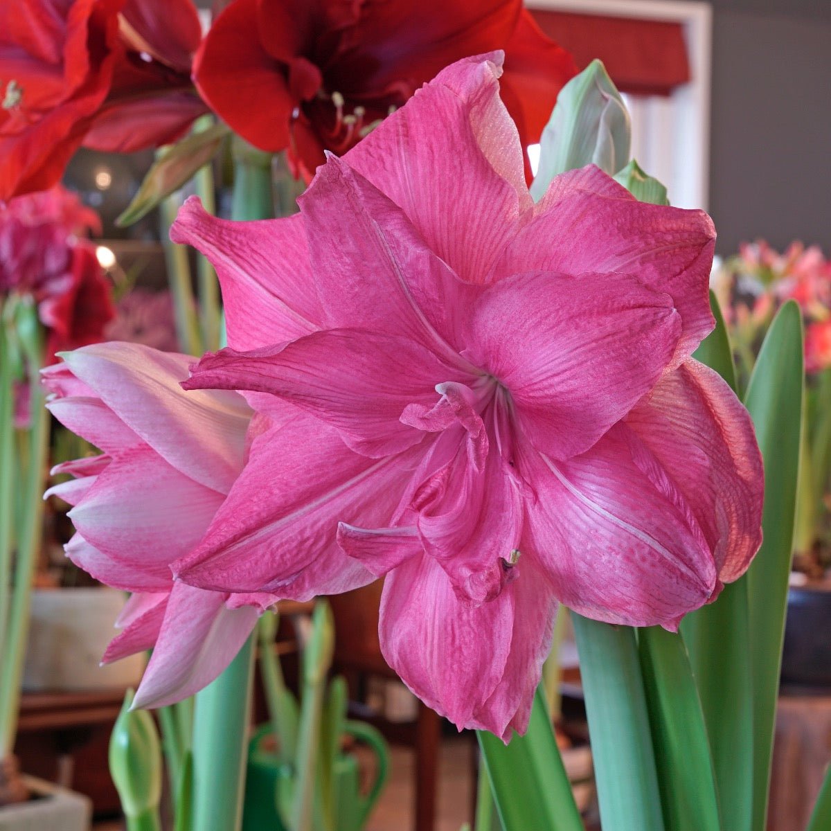 Amaryllis Candy Nymph - Amaryllis - Fluwel