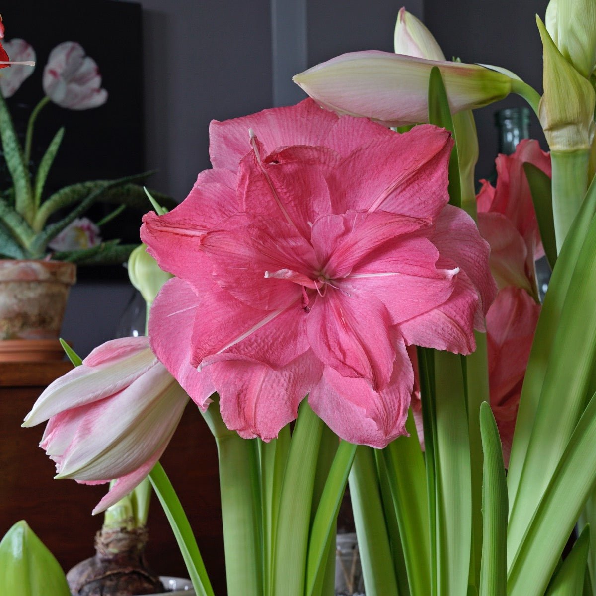 Amaryllis Candy Nymph - roze amaryllis - Fluwel