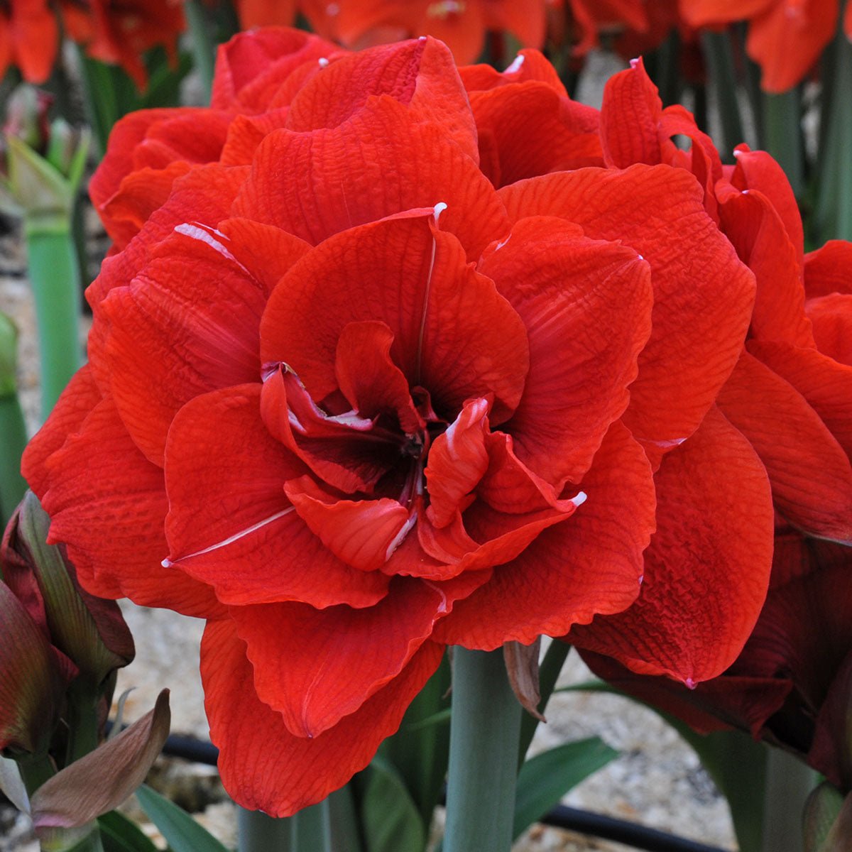 Amaryllis Cherry Nymph - rode amaryllis - Fluwel