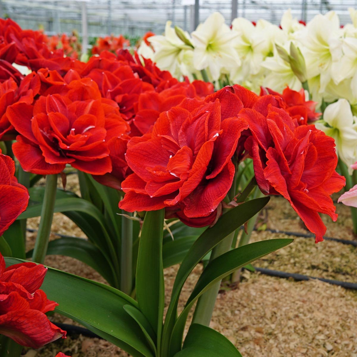 Amaryllis Cherry Nymph - rode amaryllis - Fluwel