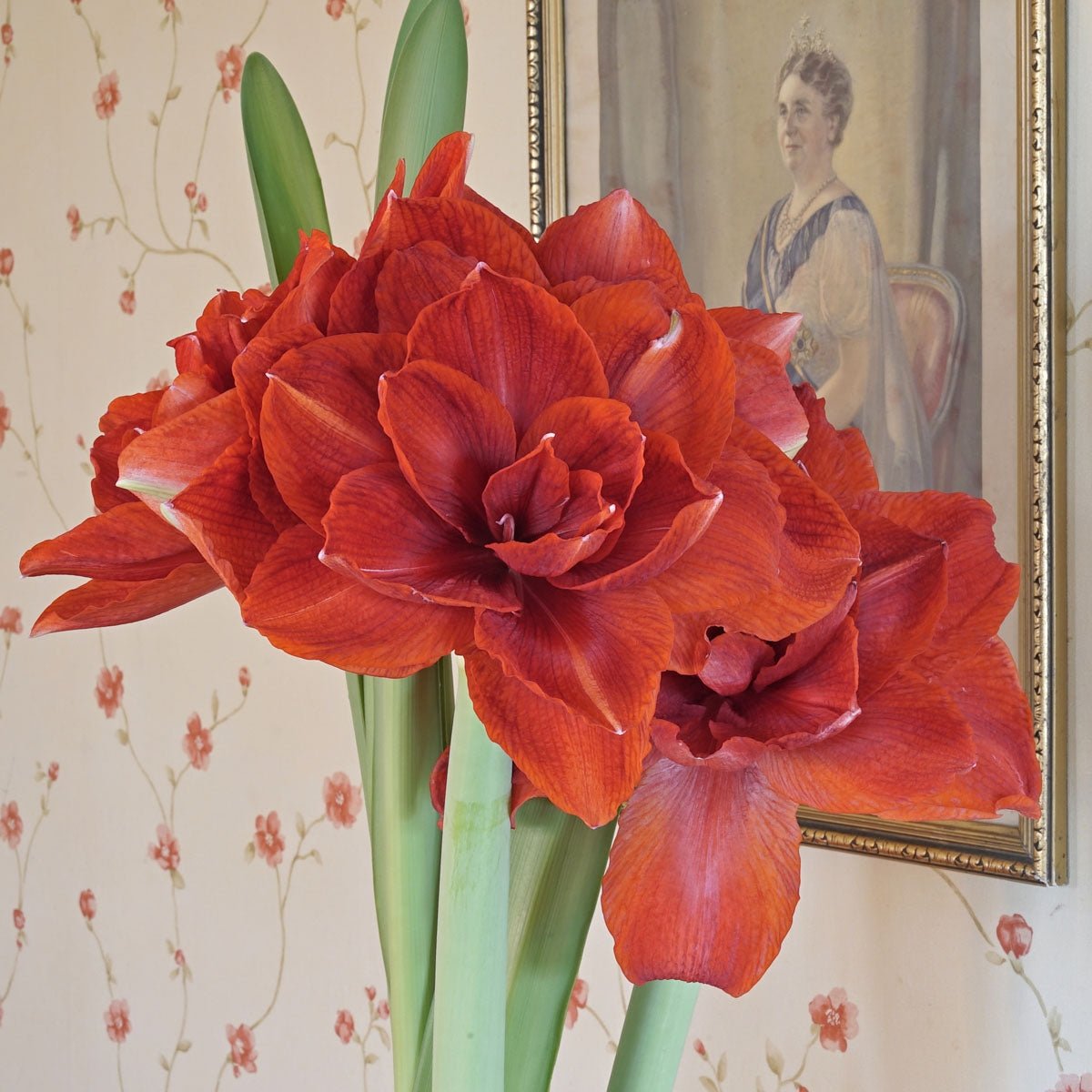 Amaryllis Cherry Nymph - rode amaryllis - Fluwel