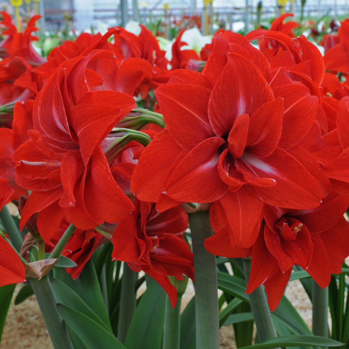 Amaryllis Double Delicious - Amaryllis - Fluwel