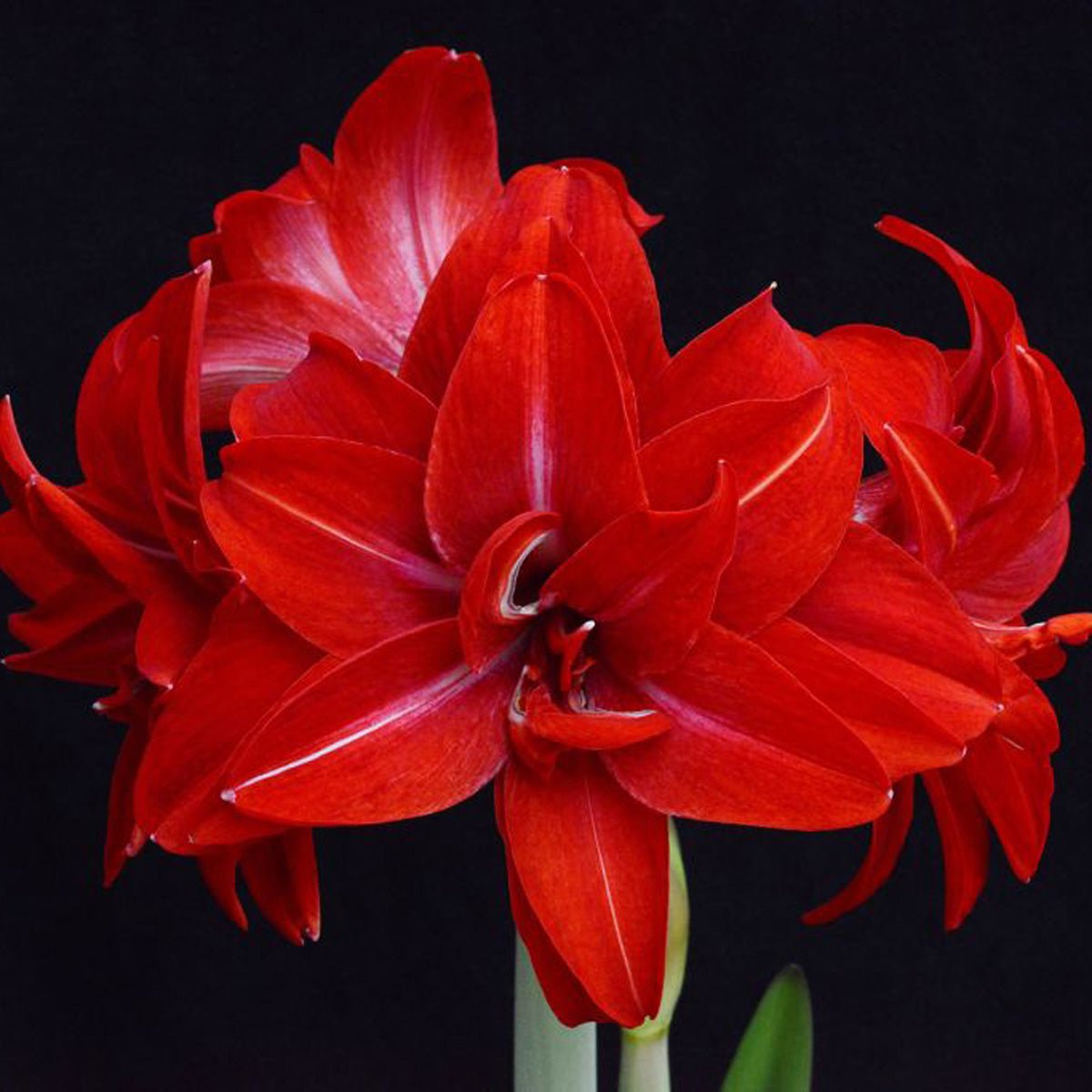Amaryllis Double Delicious - Amaryllis - Fluwel