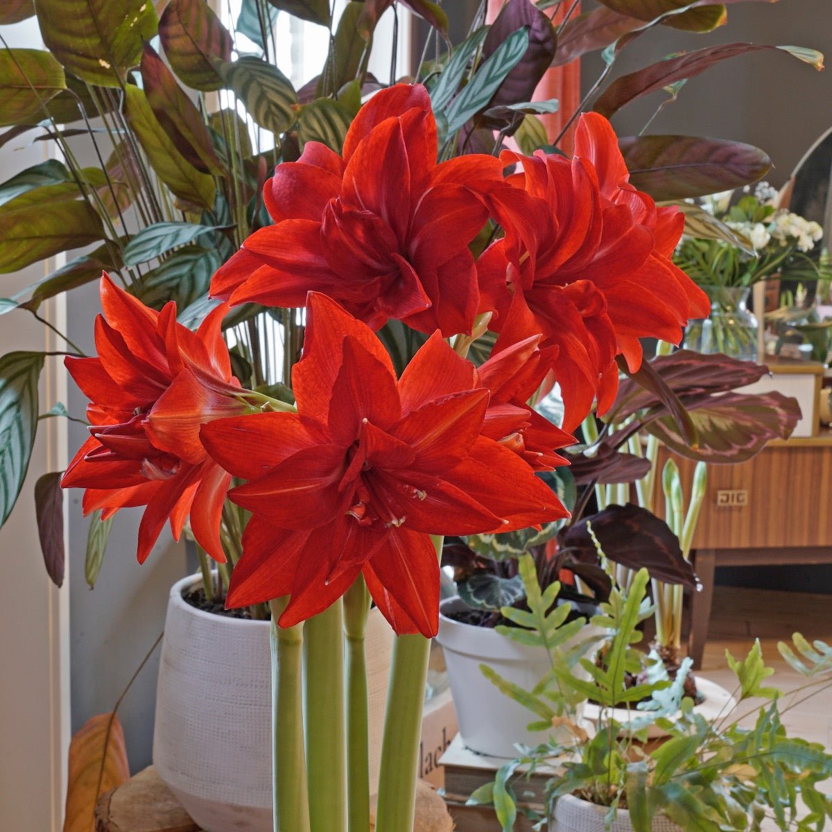 Amaryllis Double Delicious - Amaryllis - Fluwel