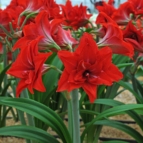 Amaryllis Double Delicious - Amaryllis - Fluwel