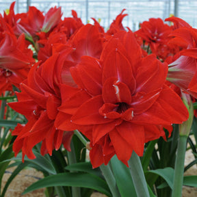 Amaryllis Double Delicious - Amaryllis - Fluwel