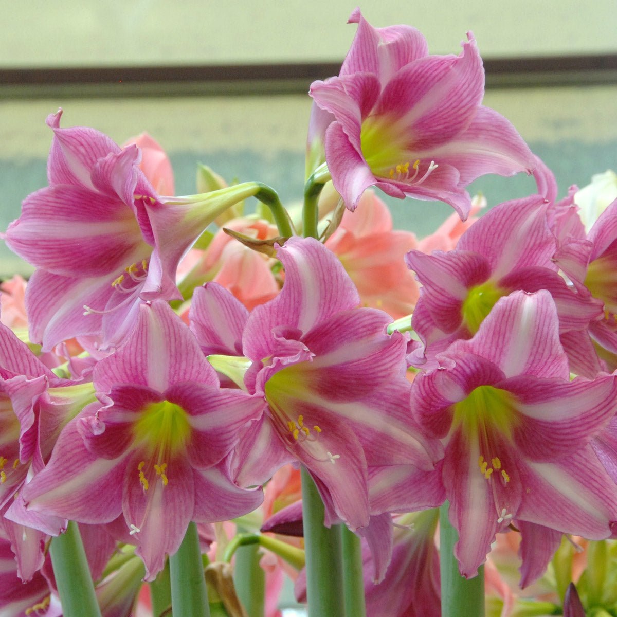 Amaryllis Estella - roze amaryllis - Fluwel