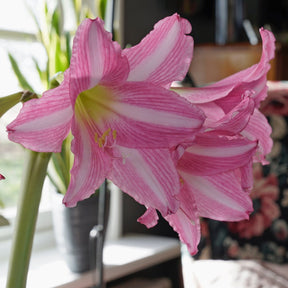 Amaryllis Estella - Amaryllis - Fluwel