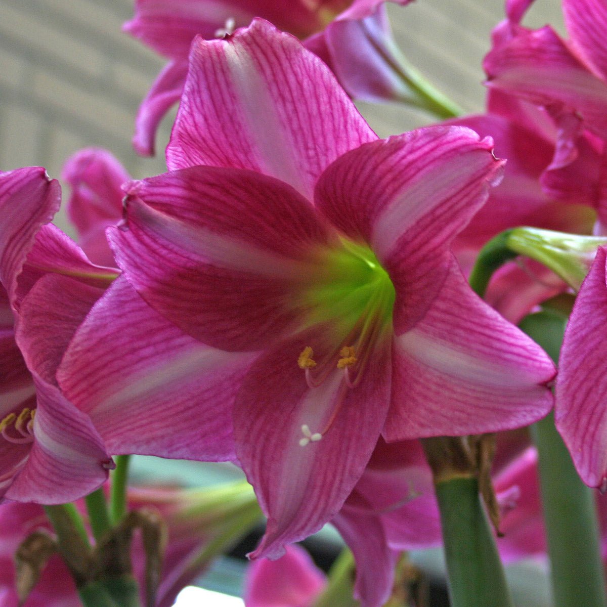 Amaryllis Estella - roze amaryllis - Fluwel