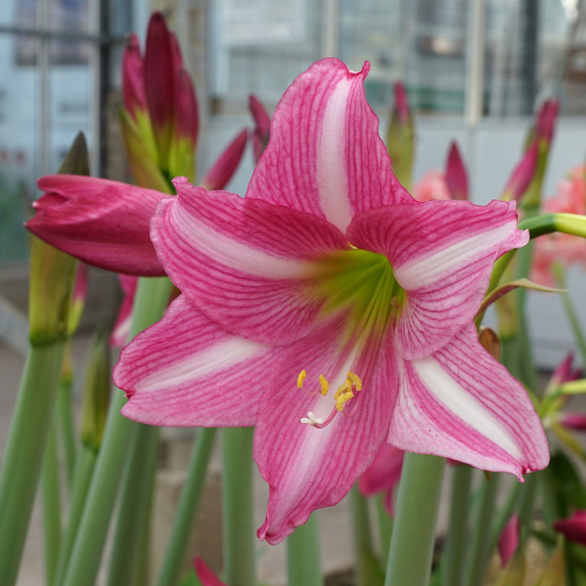 Amaryllis Estella - roze amaryllis - Fluwel