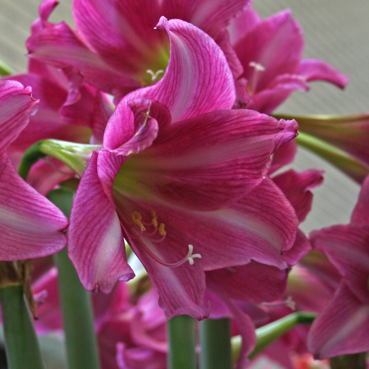 Amaryllis Estella - Amaryllis - Fluwel
