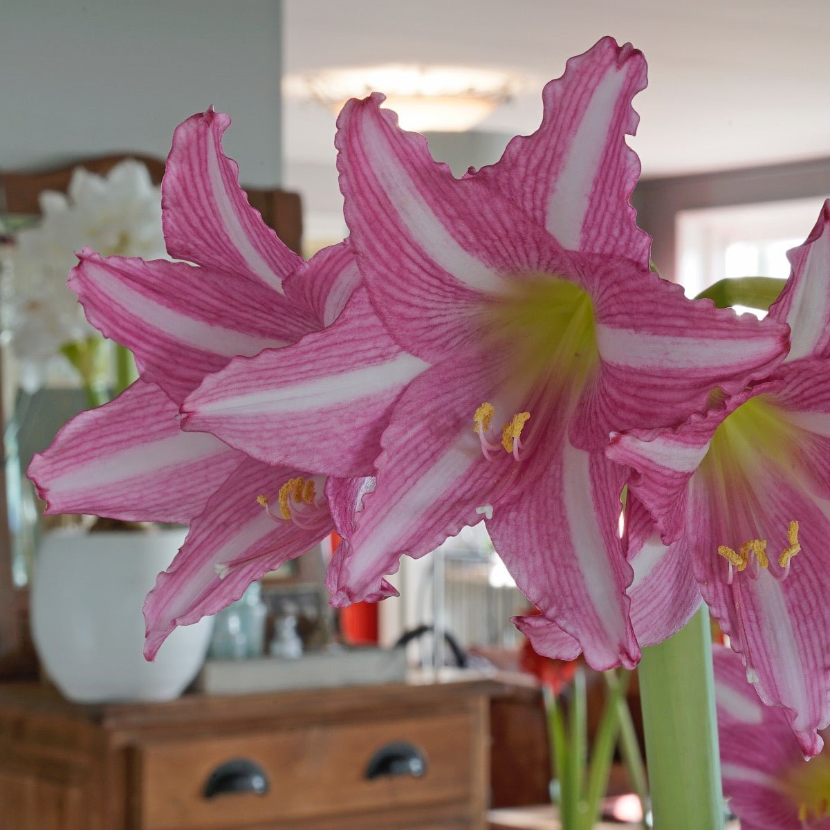 Amaryllis Estella - Amaryllis - Fluwel