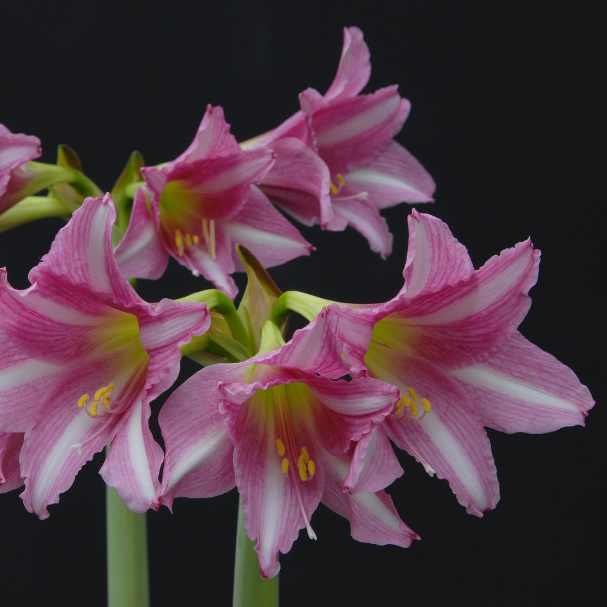 Amaryllis Estella - Amaryllis - Fluwel