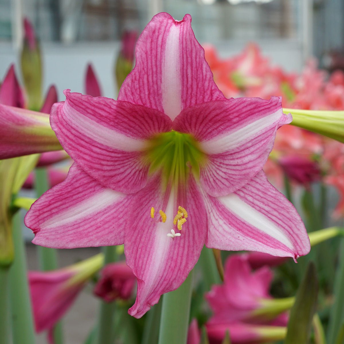 Amaryllis Estella - roze amaryllis - Fluwel
