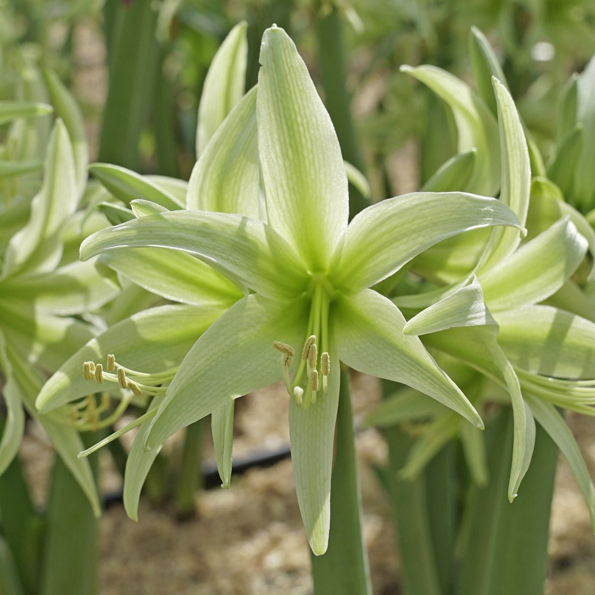 Amaryllis Evergreen - Amaryllis - Fluwel