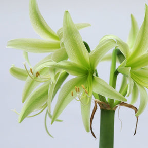 Amaryllis Evergreen - Amaryllis - Fluwel
