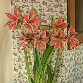 Amaryllis Exotic Star - Amaryllis - Fluwel