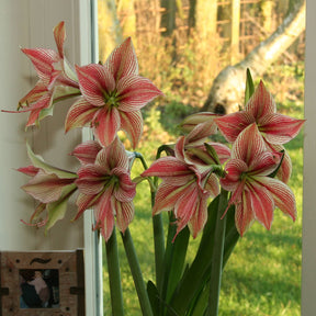 Amaryllis Exotic Star - Amaryllis - Fluwel