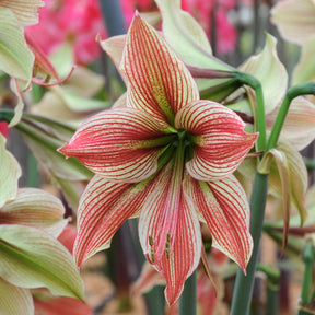 Amaryllis Exotic Star - Amaryllis - Fluwel