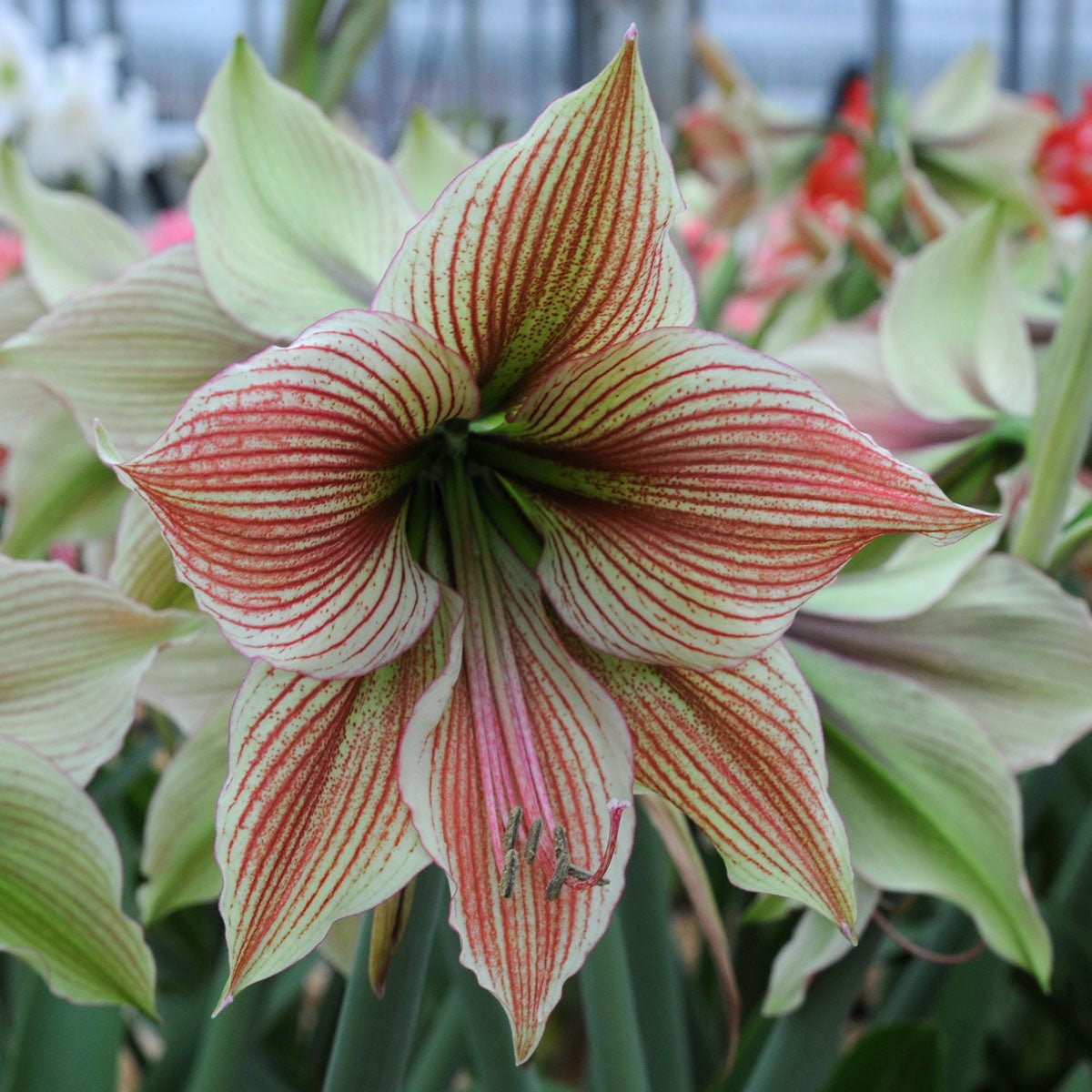 Amaryllis Exotic Star - Amaryllis - Fluwel