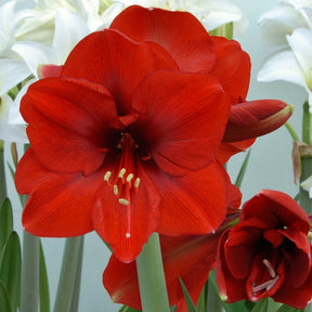 Amaryllis Ferrari - Amaryllis - Fluwel