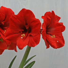 Amaryllis Ferrari - Amaryllis - Fluwel