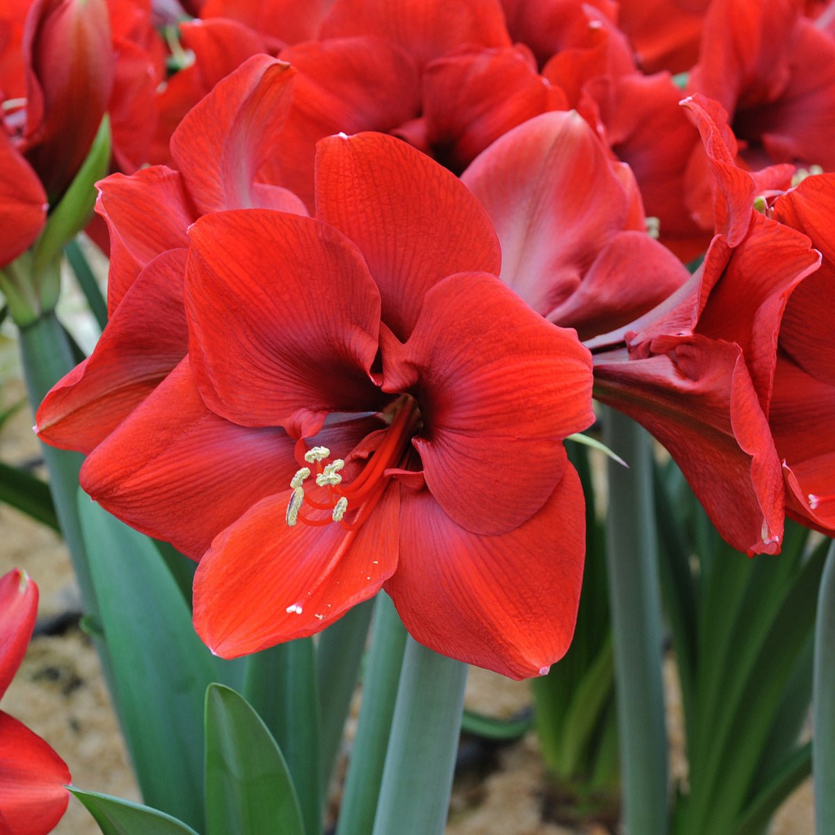 Amaryllis Ferrari - rode amaryllis - Fluwel