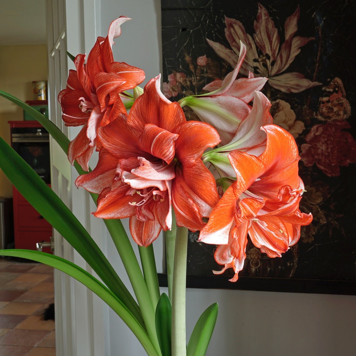 Amaryllis Flamed Amadeus - Amaryllis - Fluwel