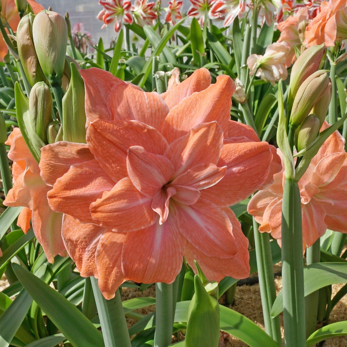 Amaryllis Flamingo Amadeus - Amaryllis - Fluwel